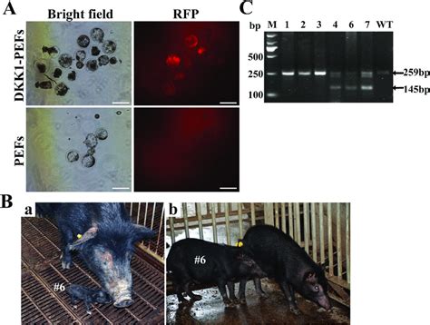 generation of cloned transgenic pics omega|cloned transgenic pig genes.